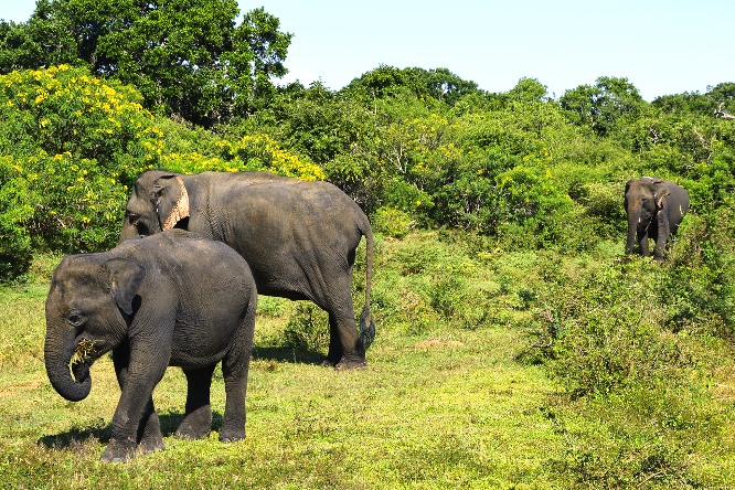 sri lanka