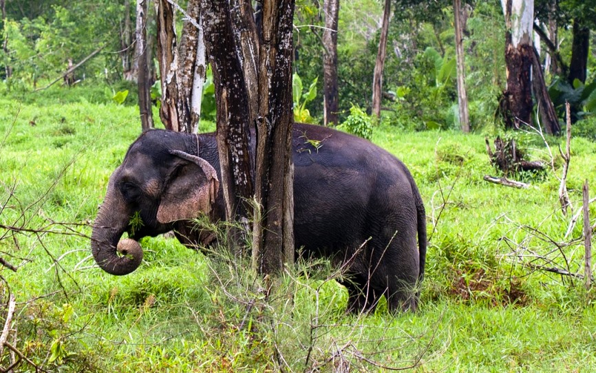 elephant jungle