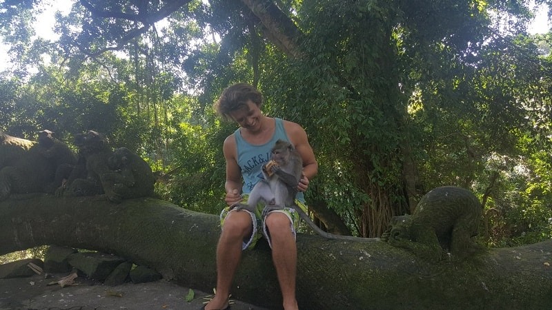 bali monkey